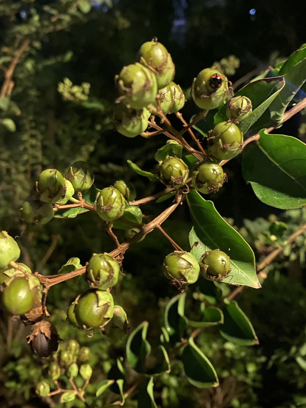 夜读｜一树一果一秋天